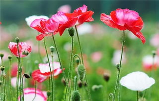 什么花的花语是悲伤 7种花代表忧伤之情