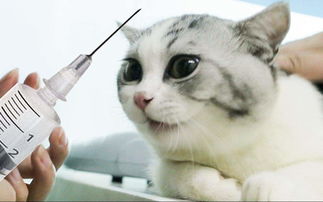 猫打疫苗里面打结怎么办