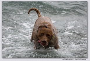 狗狗在海边玩