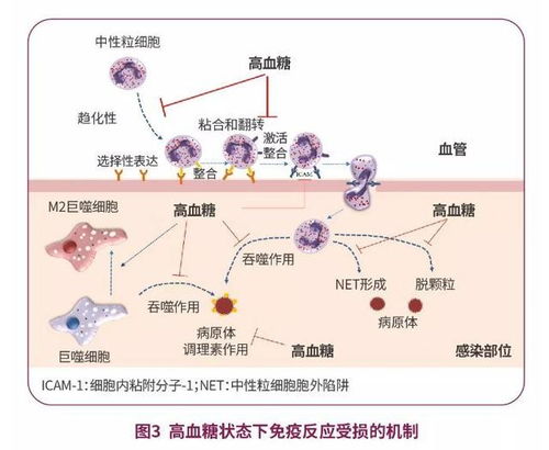 新冠病毒糖尿病（新冠病毒糖尿病综合症有哪些） 第1张