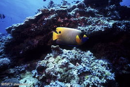 深海生物0720 深海生物图 大海沙滩图 风景全集图库 