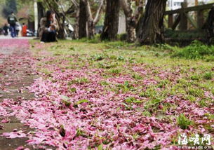 福州市区下了一场惊艳的 桃花雨 图