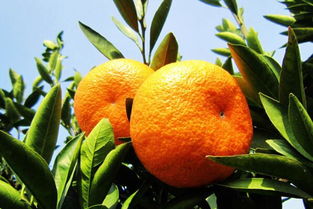 孕妇能吃橘子吗？孕妇能不能吃橘子呢