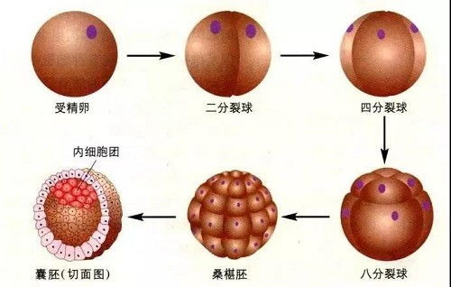 三代试管助孕中的囊胚培养是否必要