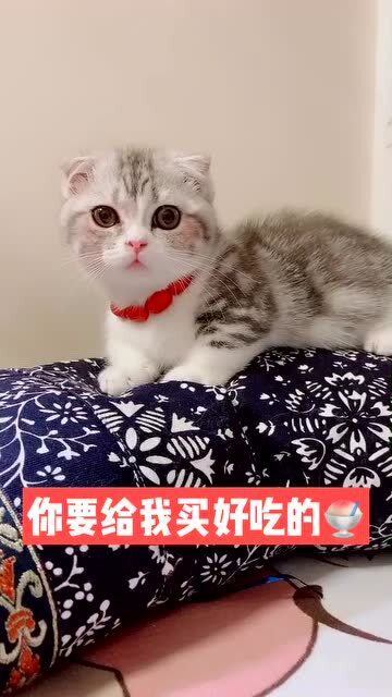 今天是小猫的生日,到底该送它什么呢 