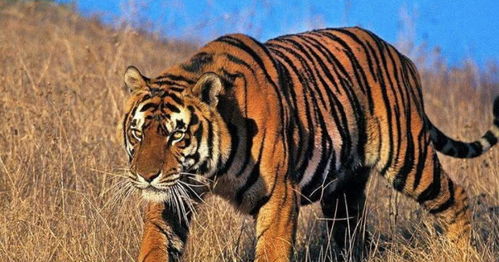 地球上仅有的8种虎,3种早已灭绝,你猜中国有几种