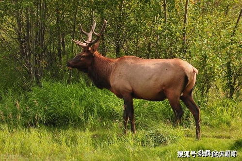 男子救助被卡在一起的麋鹿,不料麋鹿发起攻击,太惊险了