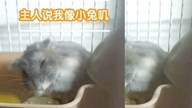 吃手指的小仓鼠 这是猫猫的名字