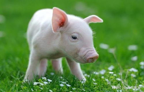 农历哪几个月出生的属猪人,气场旺,好运多,意气风发,事业兴隆