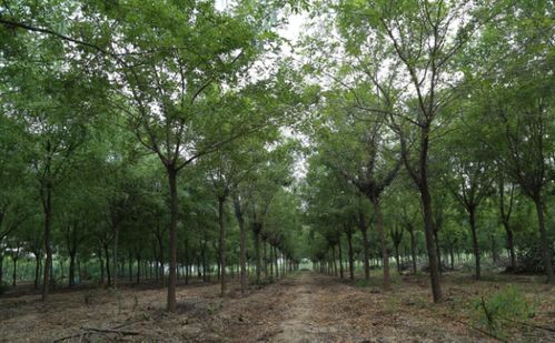 皂角树,适合园林绿化的多功能 宝藏 树