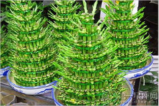 红叶富贵竹的养殖方法和注意事项？