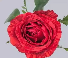 花艺培训 常见玫瑰品种花语,一篇就够了