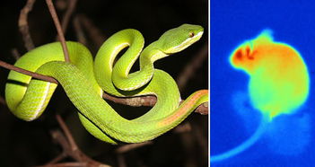 动物界的超级英雄 毒蛇可探测红外辐射 