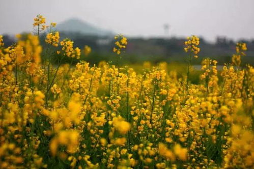 油菜花开的季节