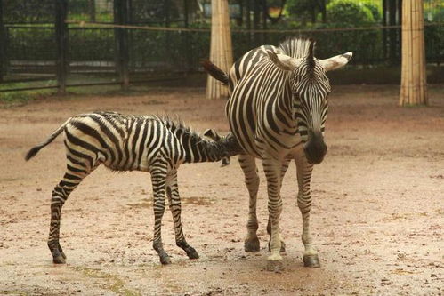 儿童节去武汉动物园给新生斑马起名啦