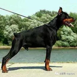 地球上第466种狗已经被发现,已被认定为最好色的狗