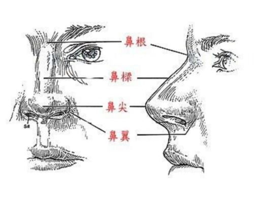 鼻子在面部美学中占据多么重要的地位呢