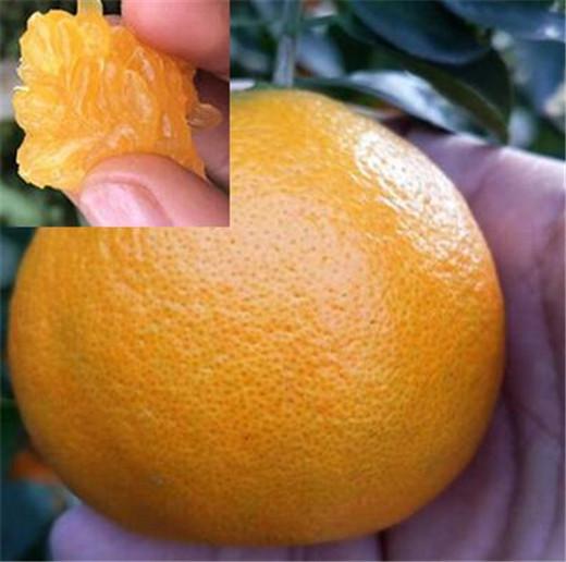 阿米达柑橘图片