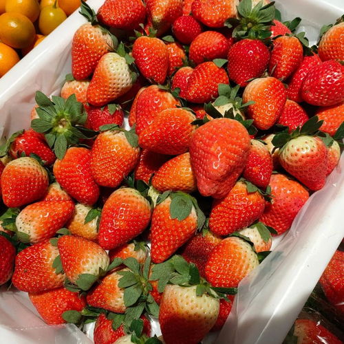 草莓是什么季节,草莓是什么季节的水果？