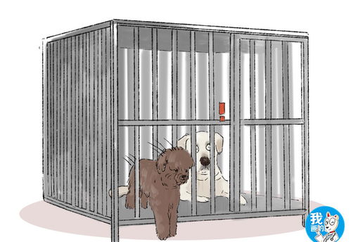 两只狗狗被关在笼子里,几分钟后拉布拉多懵圈了 你怎么出去的
