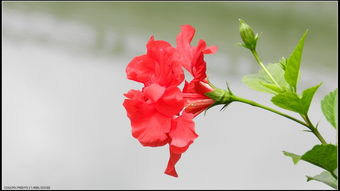 火红扶桑花 祝贺好友小城故事A荣任新手论坛版主