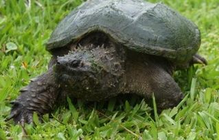 杂佛鳄龟和北美那个生长更快更大 