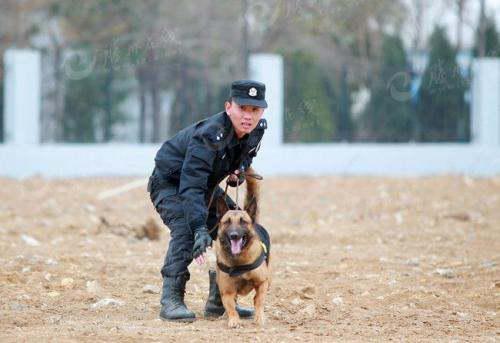 警犬一般都叫什么名字 