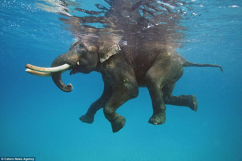 平静水面下 动物千姿百态的美 