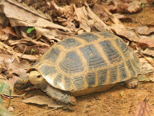 缅甸陆龟有寄生虫吗？能不能传染给人类？陆龟好养吗？能长多大？