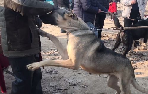 山东聊城 狗狗想拥抱主人,却换来无情一脚,可狗狗被卖后却依然想回主人身边