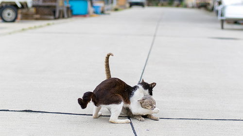 猫叫春越来越频繁,猫叫春声变大了 