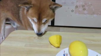 狗吃柠檬 – 