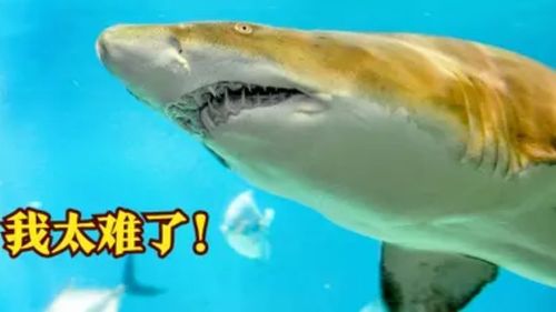 鲨鱼怀孕就像是 养蛊 小鲨鱼还在母体内,就开始互相厮杀 