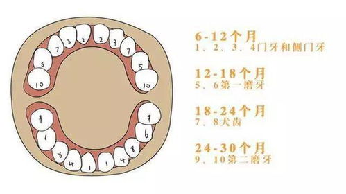 宝宝什么时候长牙 如何让宝宝有一口好牙齿