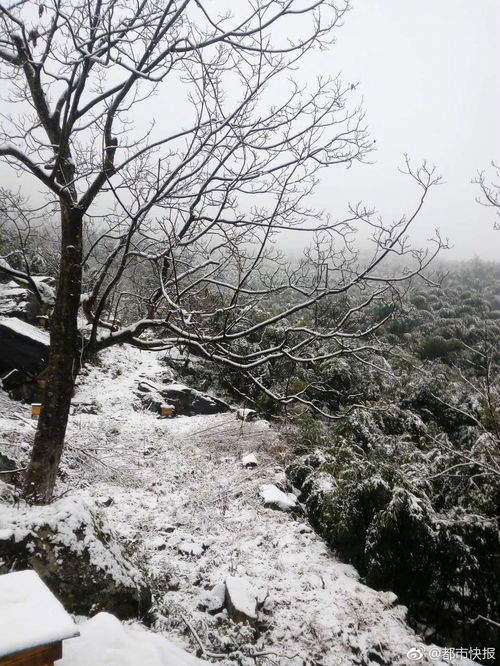 杭州下雪了 最低温度 2 ,寒冬已至,毛裤穿起 