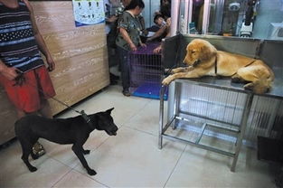 爱狗人士杨晓云 养了1千只狗 每月花费5万