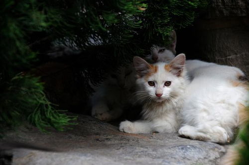 为什么老人会说 养猫别养 自来猫