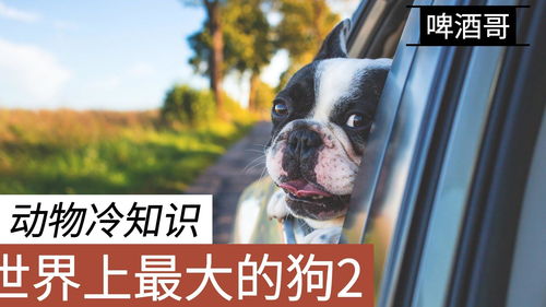 动物冷知识 世界上最大的25种犬种2,你认识当中的犬种吗 