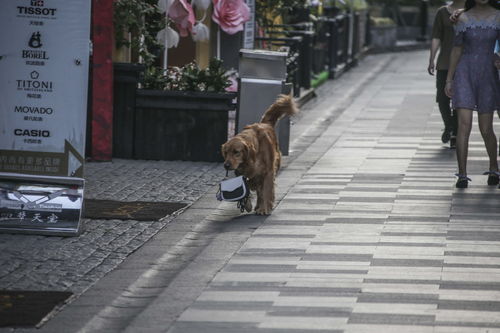 小型犬坐儿童座椅餐厅吃饭,大型犬不拴绳商业街游荡 