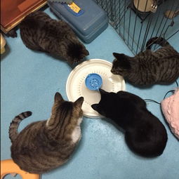 家里养了四只猫,想买个容量大一点的猫咪饮水机,不要超过200元,不知道有什么可以推荐的 