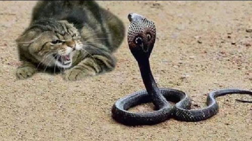 猫为什么不怕毒蛇呢 答案你肯定没想到 