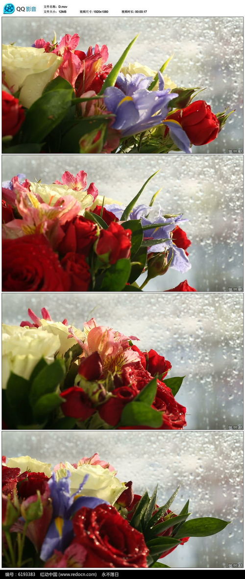佳能EOS课堂-如何拍摄微距花卉 花卉摄影视频教程