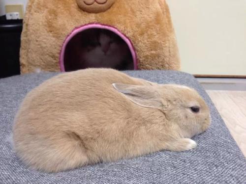 兔子怎么睡觉,兔子睡觉姿势图片