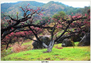 连平 桃花山上桃花仙