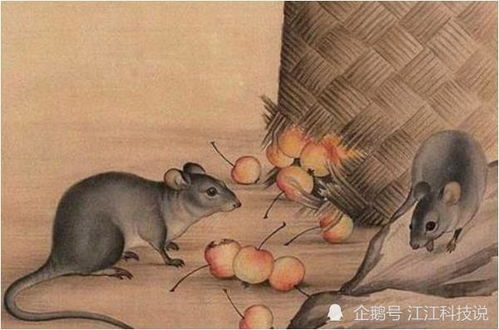 哪一年出生的属鼠人,有权有势命里带金 福禄双全的就属以下几个