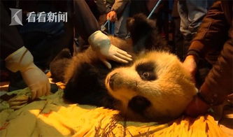 视频 四川瓦屋山发现 灵性 野生大熊猫 生病了跑到村民家中求助