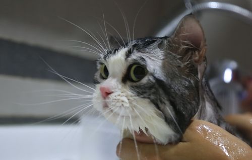 怎么样安全的给小猫洗澡？给小猫洗澡的安全事项(在家给小猫洗澡注意事项)