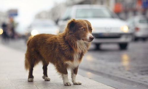 城市禁养宠物狗 你会支持,还是反对 不文明养狗是一种危害