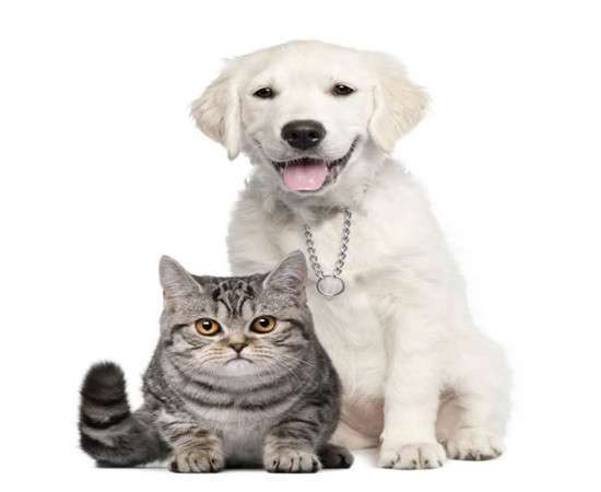 海关发布新政 猫狗宠物入境方便了