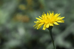 什么花什么明，古诗中的花卉意象探析，什么花什么明古诗有哪些